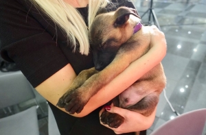 Латвийцев умилил «спящий щенок» на презентации Госполиции