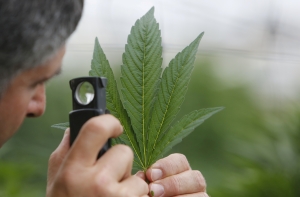 Рождественский подарок: в Таиланде разрешили медицинскую марихуану