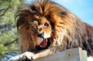 Забавные и смешные животные (35 фото)