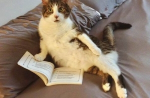 Сборник прикольных картинок (26 шт)