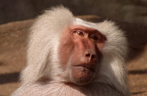 Бабуин с сердцем свиньи прожил больше полугода