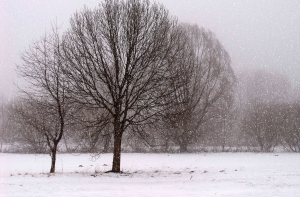 Синоптики: в канун Рождества в Латвии ожидается снегопад