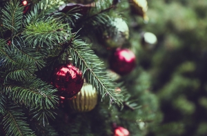 Rīgas meži напоминает: рубить молодые елочки - запрещено!