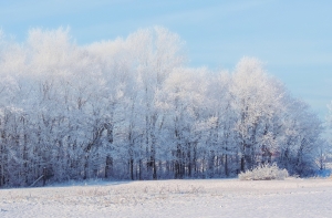 Синоптики обещают снежное Рождество и морозный январь