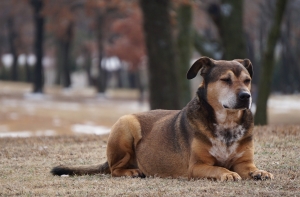 В Калифорнии пес месяц ждал своих хозяев у сгоревшего дома