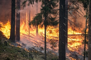 Число лесных пожаров в Латвии в этом году возросло вдвое