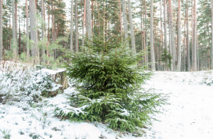 В рижских лесах браконьеры массово вырубают молодые елочки