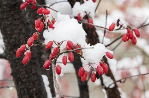 Фенолог: после оттепели в Латвии грянут морозы до -25
