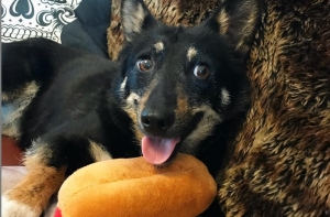 Тверкающий пес стал звездой соцсети