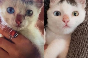 Милые животные до и после того, как обрели новый дом (26 фото)