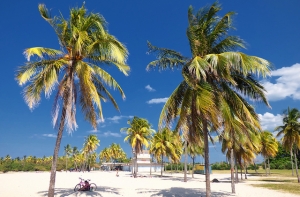 А дальше сами: Вейонис летит в теплые страны