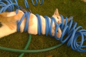 Очередная коллекция прикольных картинок с неожиданным поворотом (29 фото)