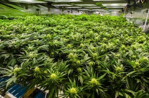 Найдены 23 кг марихуаны, преступники защищались с «Калашниковым»