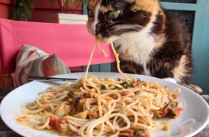 26 домашних животных, которые перешли на темную сторону