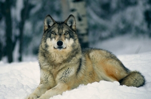 Для животных нет границ: охотник рассказал о волках-мигрантах