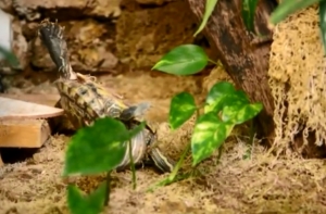 Рижский зоопарк показал черепаху, которой «удалось невозможное»