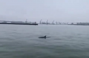 Редкий гость: в Лиепайском порту заметили дельфина