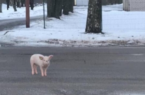 «Хрю-хрю»: в Резекне по улицам бегает символ 2019 года