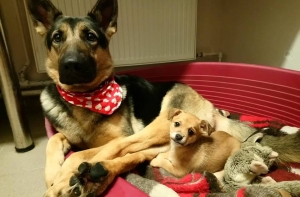 Стыдно за людей! Посетительница Ulubele просит прощения у животных