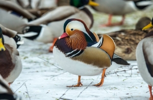 Свой среди чужих: в Кулдиге замечена редчайшая птица