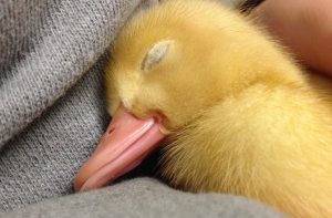 25+ фото с животными, которые согреют даже в самый морозный день