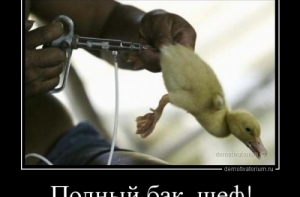 Традиционная порция демотивирующих картинок от Mixer (14 шт)