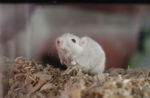 Британские полицейские спасли мышь попавшего в тюрьму мужчины