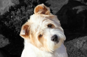 В Италии сотрудникам банка разрешили приводить собак на работу