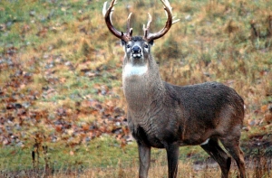 Готов расстаться с новогодней елочкой? Отдай ее оленям!