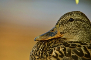 Умерла самая одинокая утка в мире