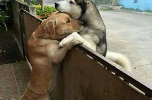 Заряд бодрости и хорошего настроения от собак