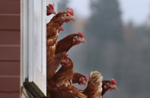 Британские ученые научили куриц нести целебные яйца