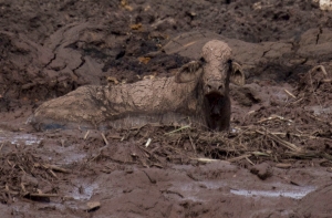 Прорыв дамбы в Бразилии: 58 погибших, более 300 пропавших без вести