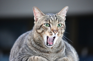 Одну из самых толстых кошек Британии снова вернули в приют