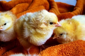 Во Франции более 30 тысяч цыплят сгорели при пожаре на ферме