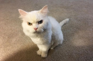 Субботняя порция котиков на Mixer (38 фото)