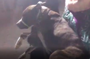 Четверо суток на морозе: из-под завалов в Магнитогорске достали собаку