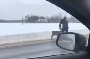 Водитель на трассе Таллин-Тарту помог животному, попавшему в беду