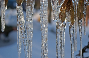 Фенолог рассказал, каким в Латвии будет первый месяц этого года