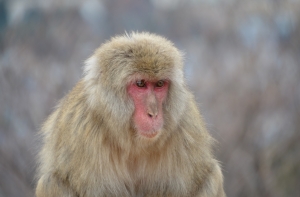 В Японии мартышки по проводам перебрались через заснеженное поле