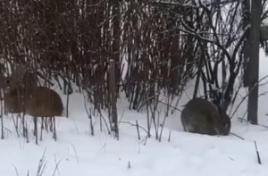 Хозяева, отзовитесь! В Дарзциемсе найдены два кролика