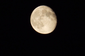 На Луне взошли семена картофеля и хлопка