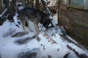Spilves dārziņos izglābj divus novārgušus suņus: pamesti bez ūdens un barības