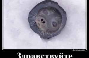 Свежая подборка смешных демотиваторов (17 штук)