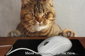 Свежая котоподборка для хорошего настроения на выходные