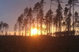 Конец февраля будет солнечным и теплым