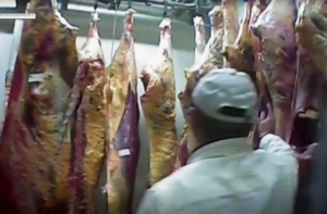 Испорченная польская говядина попала в 11 стран ЕС