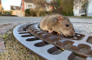 В Германии пожарные спасли толстую крысу, застрявшую в люке