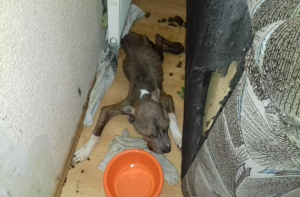 В приют попали истощенные собаки: хозяева бросили их умирать