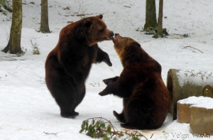 Обнимашки и целовашки! В заповеднике Лигатне медведи чувствуют приход весны